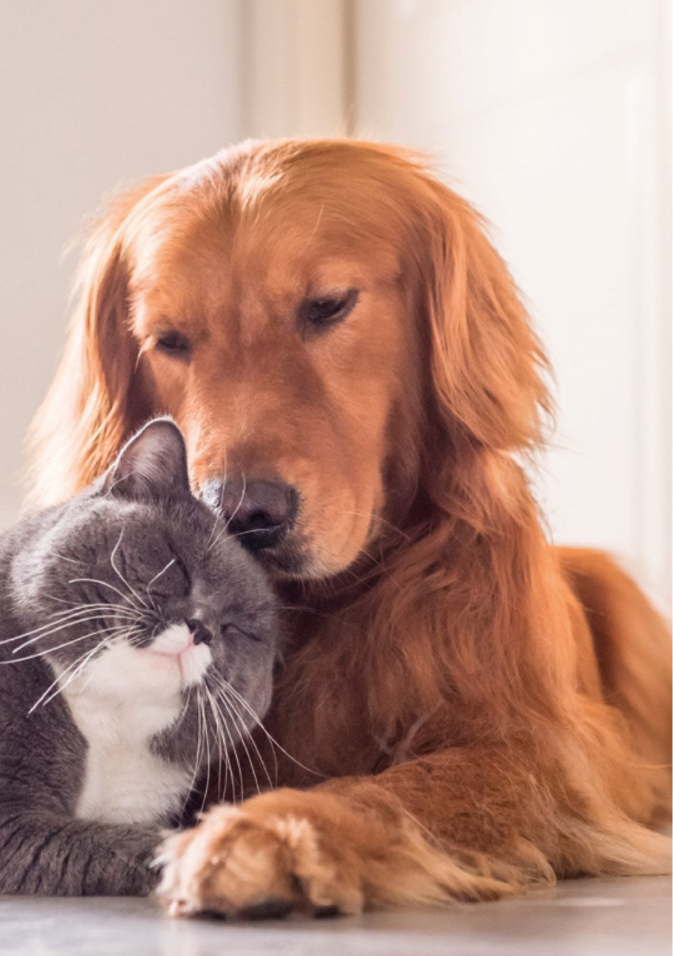 Pet Service – Pagina 02