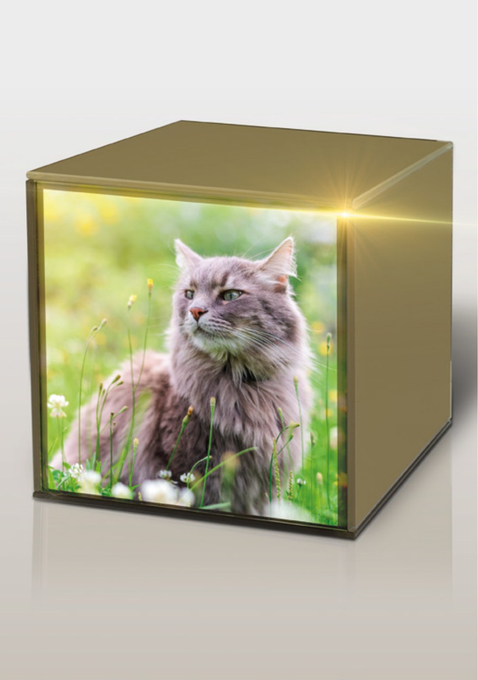 Pet Service – Pagina 04