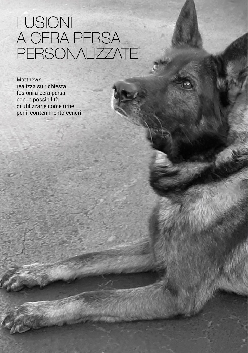 Pet Service – Pagina 13